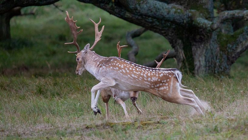 Animal photography - Bronzed fallow deer... by Bert v.d. Kraats Fotografie