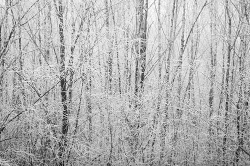 Winterliche Atmosphäre in Schwarz und Weiß