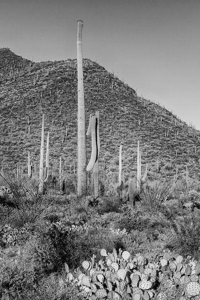 SAGUARO NATIONAL PARK Scenic impression | Monochrome by Melanie Viola