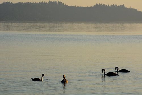 CHIEMSEE 1