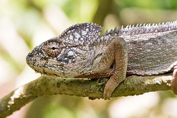 Reuzenkameleon portret sur Dennis van de Water