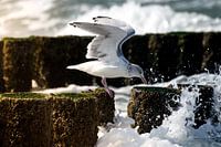 Seagull eating in the storm