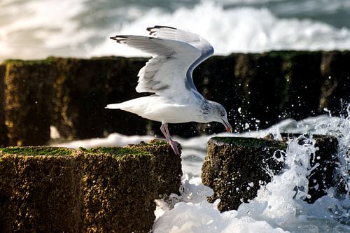 Seagull eating in the storm