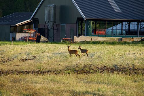 Hirsche auf dem Bauernhof
