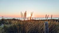 Sun through the dunes