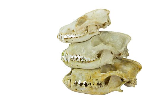 Skull of fox and dogs on top of each other
