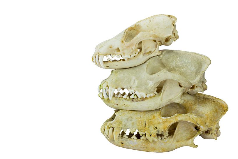 Honden en vossen schedels op elkaar van Ben Schonewille