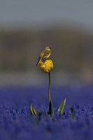 Blue and yellow
