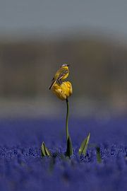 Blau und gelb von Ruud Lauritsen
