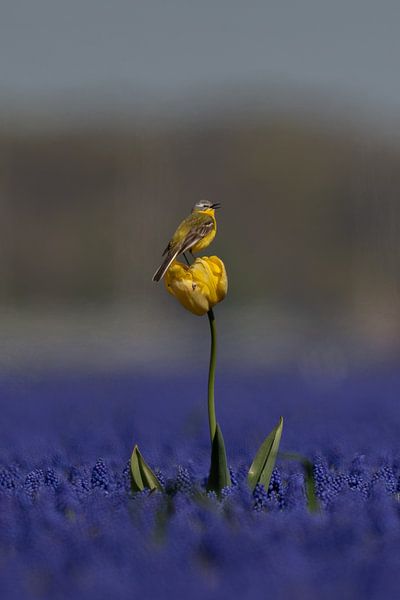 Blue and yellow by Ruud Lauritsen