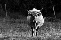 Black and White Spanish Bull or Cow