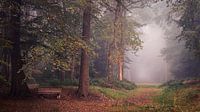 Herfst in het Slochterbos van Marga Vroom thumbnail