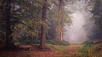 Herfst in het Slochterbos