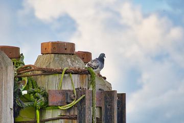 duif op havenpaal in Breskens van Miny'S