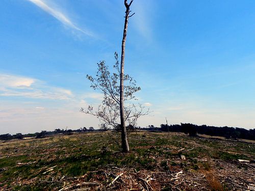 Loonse en Drunense duinen van L.J. Lammers