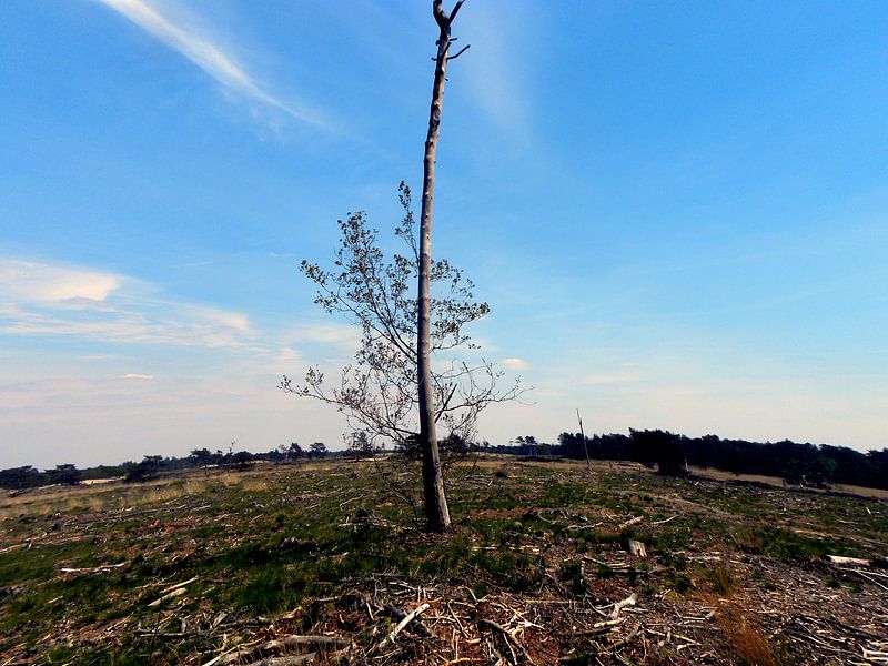 Loonse en Drunense duinen by L.J. Lammers