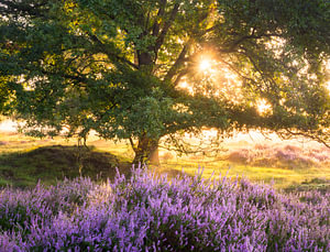 Bloeiende heide en oude eik