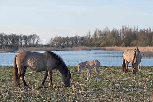 Les chevaux Konik et leurs poulains