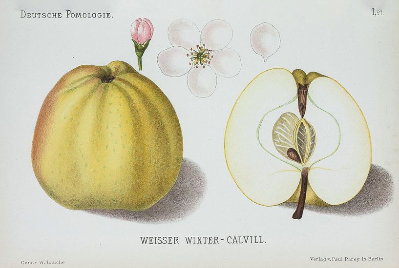Pommes, W. Lauche, pomologie allemande par Teylers Museum