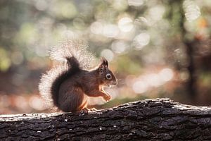Eichhörnchen mit Gegenlicht und Bokeh.