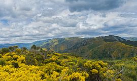 Gorse in the Sevennen by Angelika Beuck