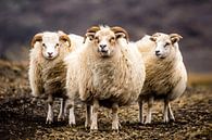 Icelandic sheep by Caroline De Reus thumbnail