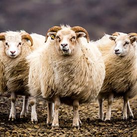 IJslandse schapen van Caroline De Reus