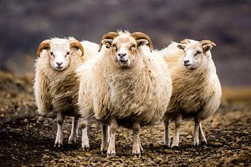 IJslandse schapen van Caroline De Reus