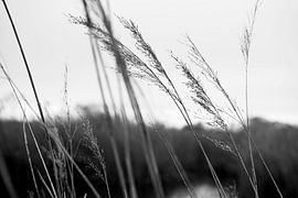 black and white reed to nature reserve by Delphine Kesteloot
