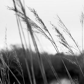 zwart wit riet aan natuurgebied van Delphine Kesteloot