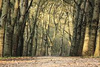 herfstbos