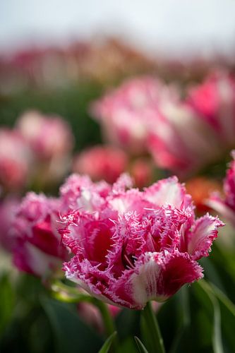 Tulipe à bord dentelé.