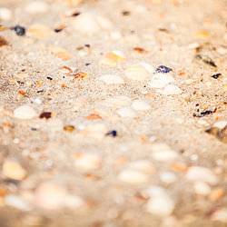 Schelpen op het strand