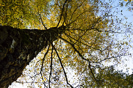 Der Blick nach oben auf das Blätterdach eines hohen Baumes im Herbst von Chantal Louwerens