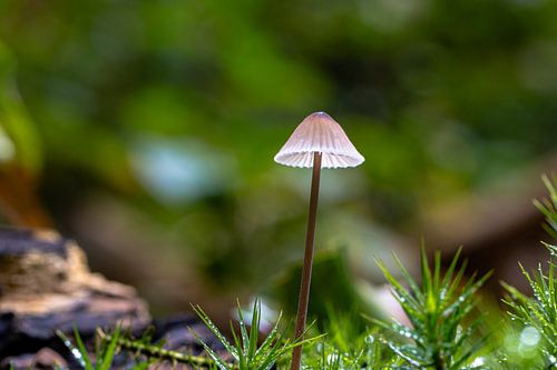 mini mushroom in the forest 3 by Arthur Bruinen