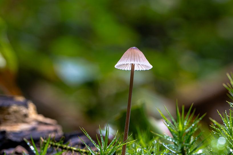 mini champignon dans la forêt 3 par Arthur Bruinen
