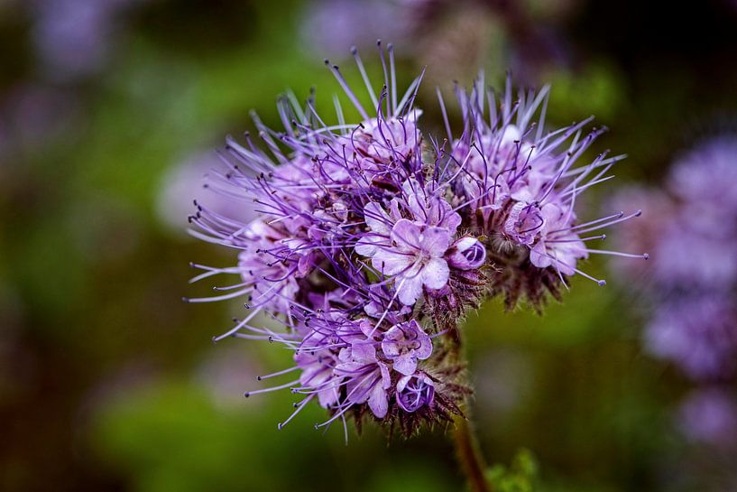 Phacelia van Rob Boon