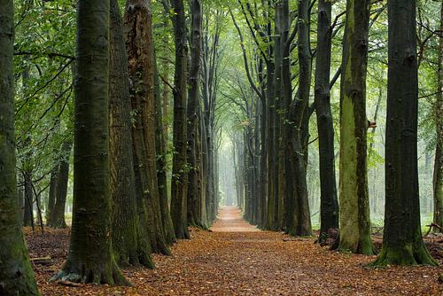 Herfst op de Utrechtse Heuvelrug