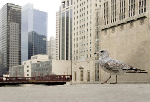 Ringsnavelmeeuw in Chicago