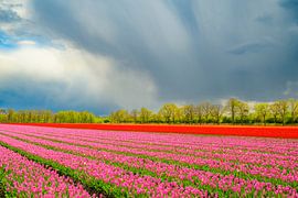 Tulpen in bloei in een veld tijdens de lente van Sjoerd van der Wal Fotografie