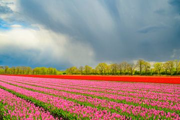 Tulpen in bloei in een veld tijdens de lente