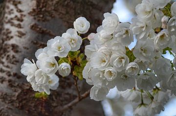 Witte bloesem tegen een karakteristieke boomstam van Joyce Derksen