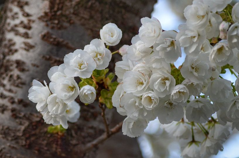 White blossom against a characteristic tree trunk by Joyce Derksen