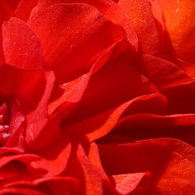 Cœur d'un bégonia rouge au soleil sur Hein Fleuren