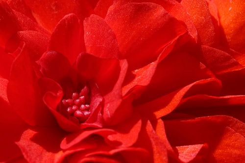 Heart of a red Begonia in the sun