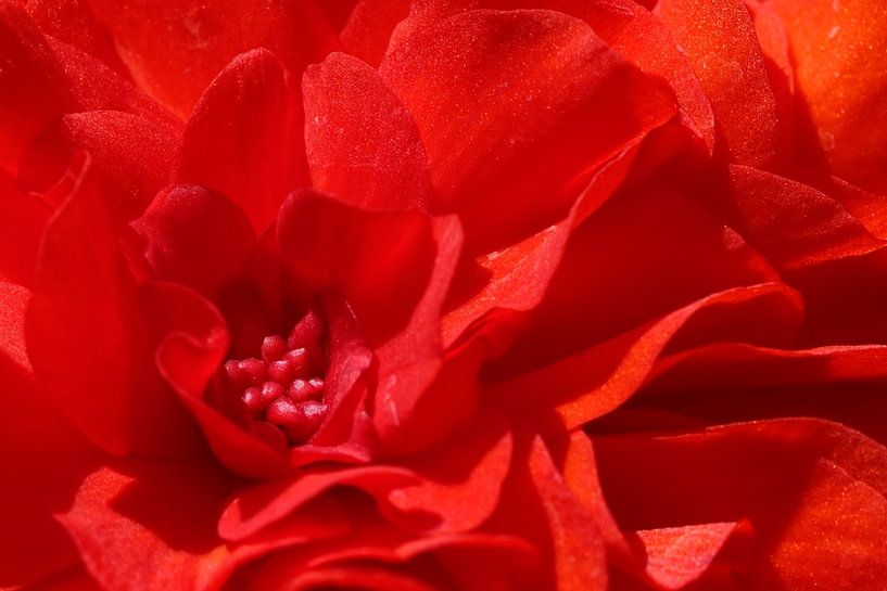 Cœur d'un bégonia rouge au soleil par Hein Fleuren