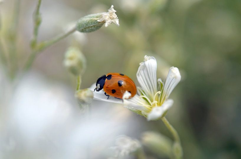 Lieveheersbeestje by Corinne Alferink