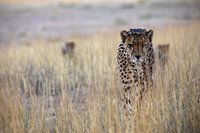 Seeking... cheetah with cubs