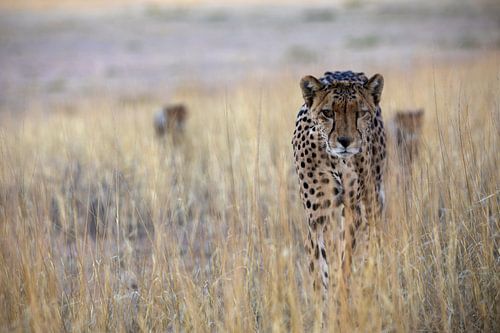 Op zoek naar... cheetah met kleintjes
