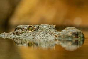 Die Schnauze und die Augen eines Krokodils, die sich knapp über spiegelndes Wasser erheben